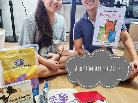 Forever Home for Ashlee!