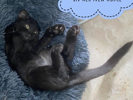 Forever Home for Valen (Ziggy)!