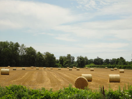 Food hub needs farmers