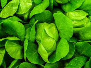New program supplies London schools and hospitals with steady supply of local fruit and vegetables