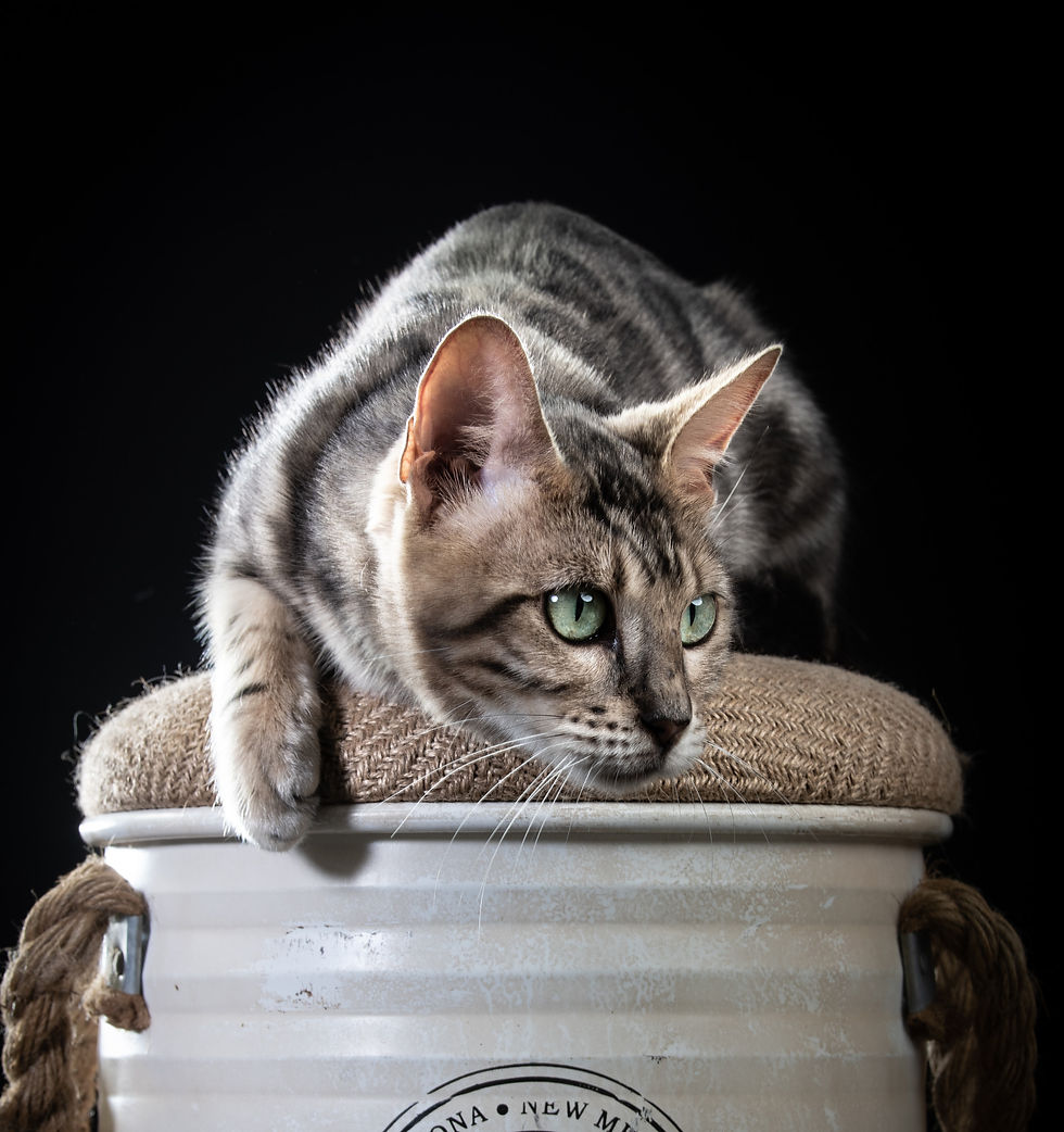Octavia du Règne du Bengal