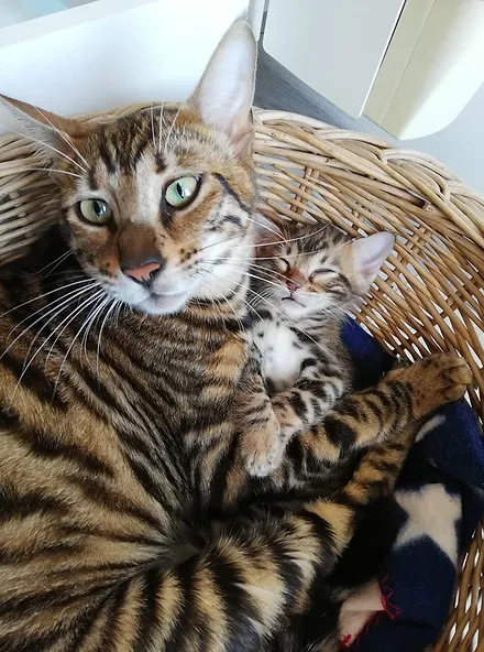 Adopter Chaton Toyger Adopter Chaton Toyger