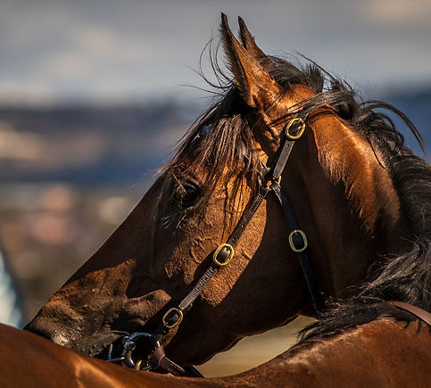 Horses head & winning post.jpg