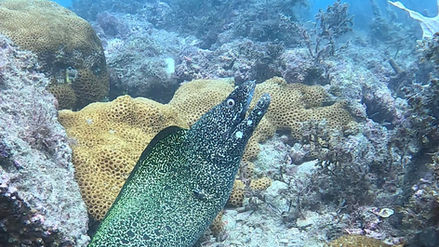 Mergulho em Arraial do Cabo: o que esperar da Capital do Mergulho no Brasil