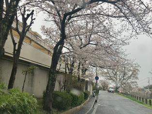 第274回「カフェラテはあまりカキ混ぜない方が良いかも…」