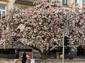Disease Maps Community Meeting at University of Luxembourg