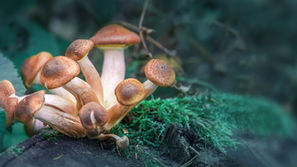 Study Shows Benefits Of Psilocybin Treatment for Major Depression Last One Year