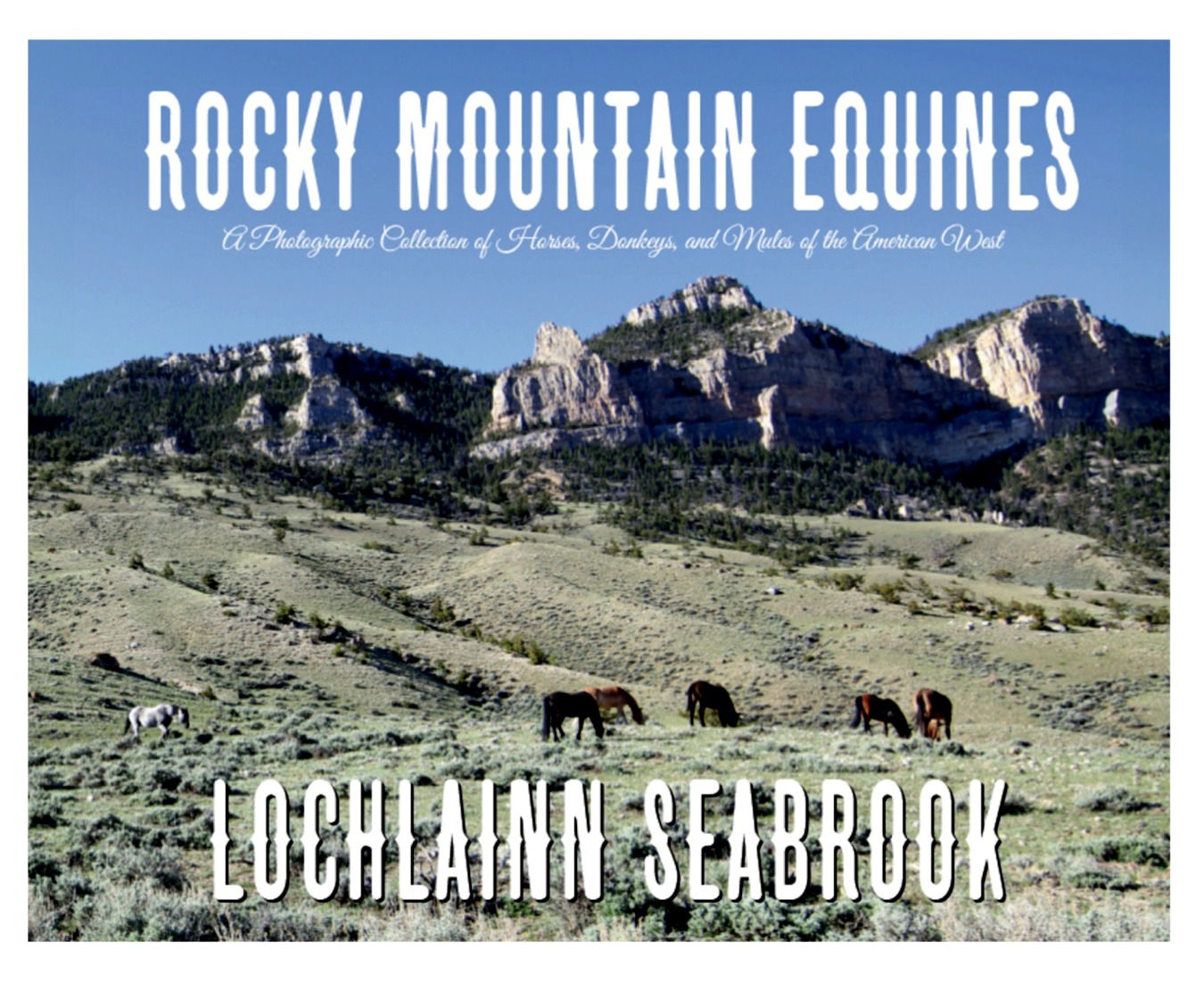 Rocky Mountain Equines