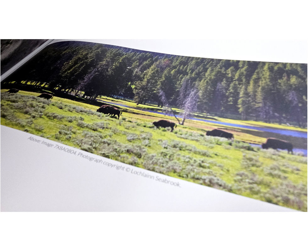 Thumbnail: Rocky Mountain Bison Photo Coffee Table Book By Lochlainn Seabrook  Sea Raven Press