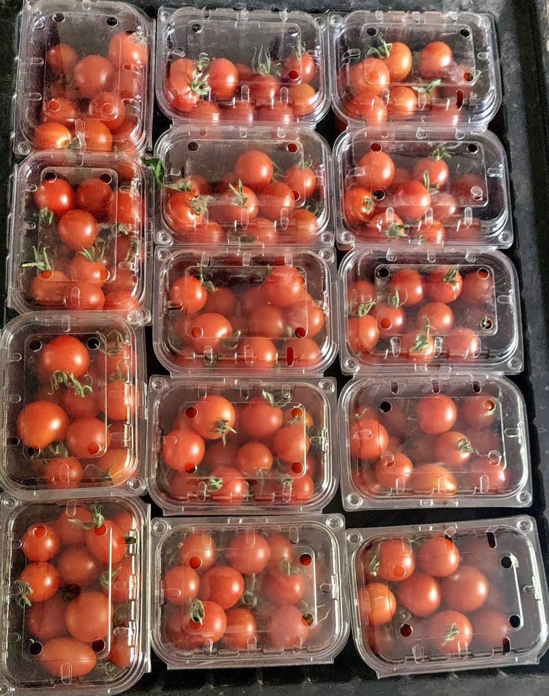 Cherry Tomatoes Box