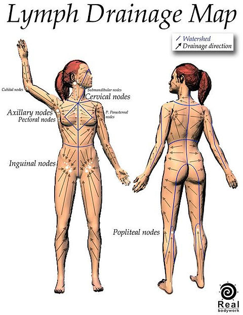 Lymphatic Massage The Skinbarre