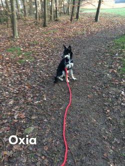 52337577_585141525242518_272202043104847