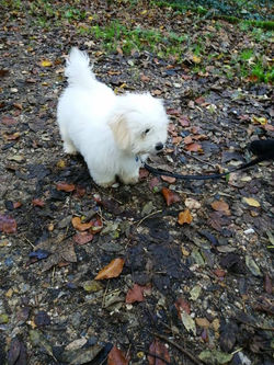 73318485_726201077803228_284819134454589