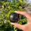 Thumbnail: Blue Tiger's Eye Sphere & Tigers Iron