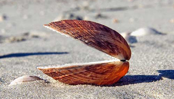 Credible Proof Required For Ascertaining The Likelihood Of Confusion