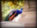 A Peacock in the Cemetery