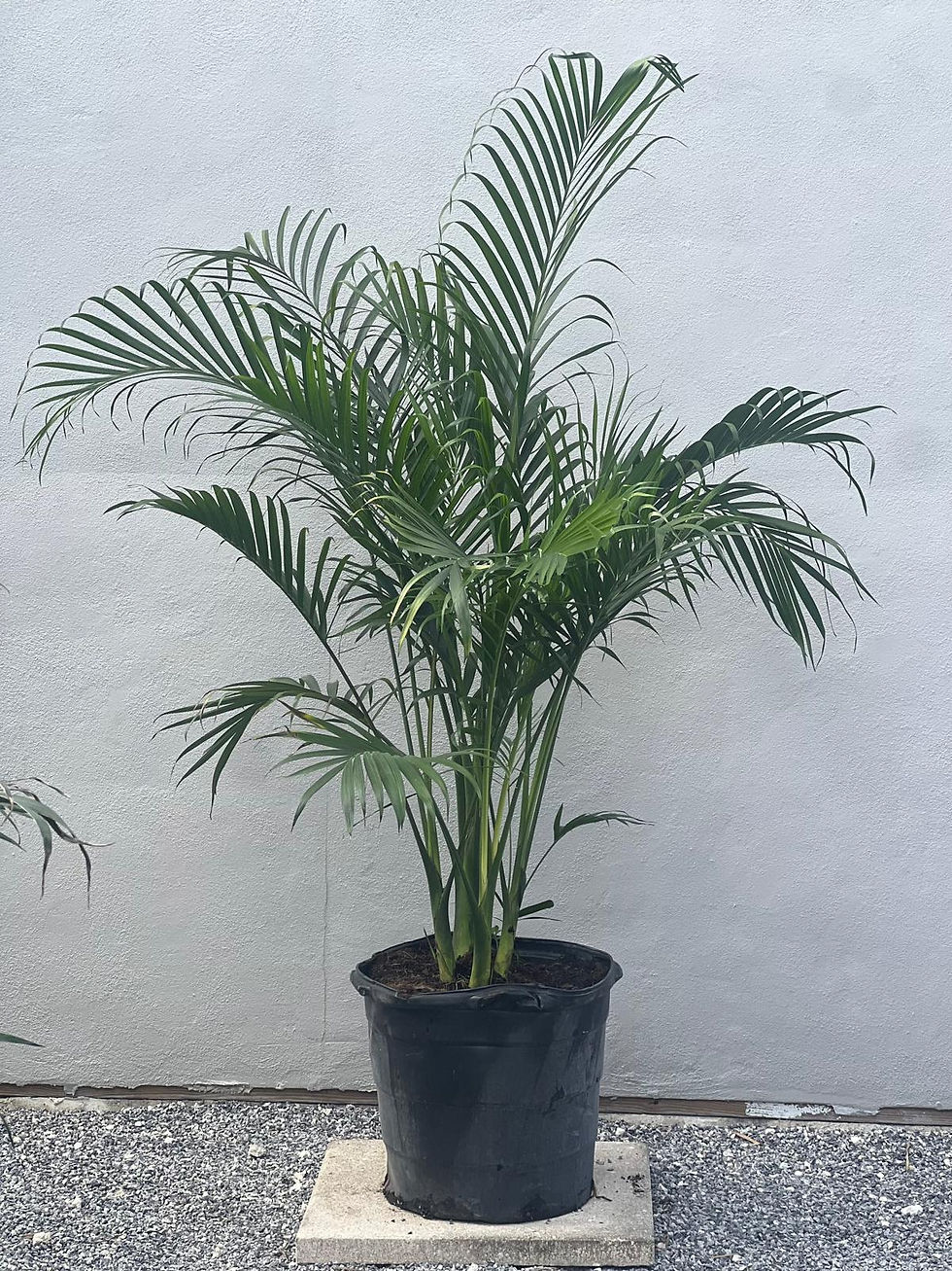 Cat Palm