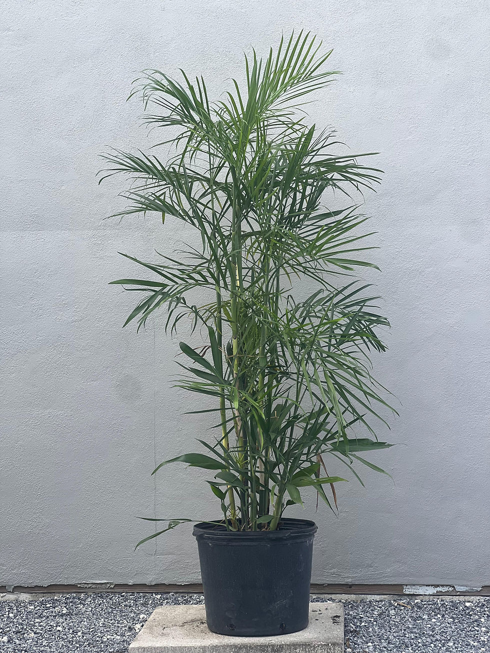 Bamboo Palm