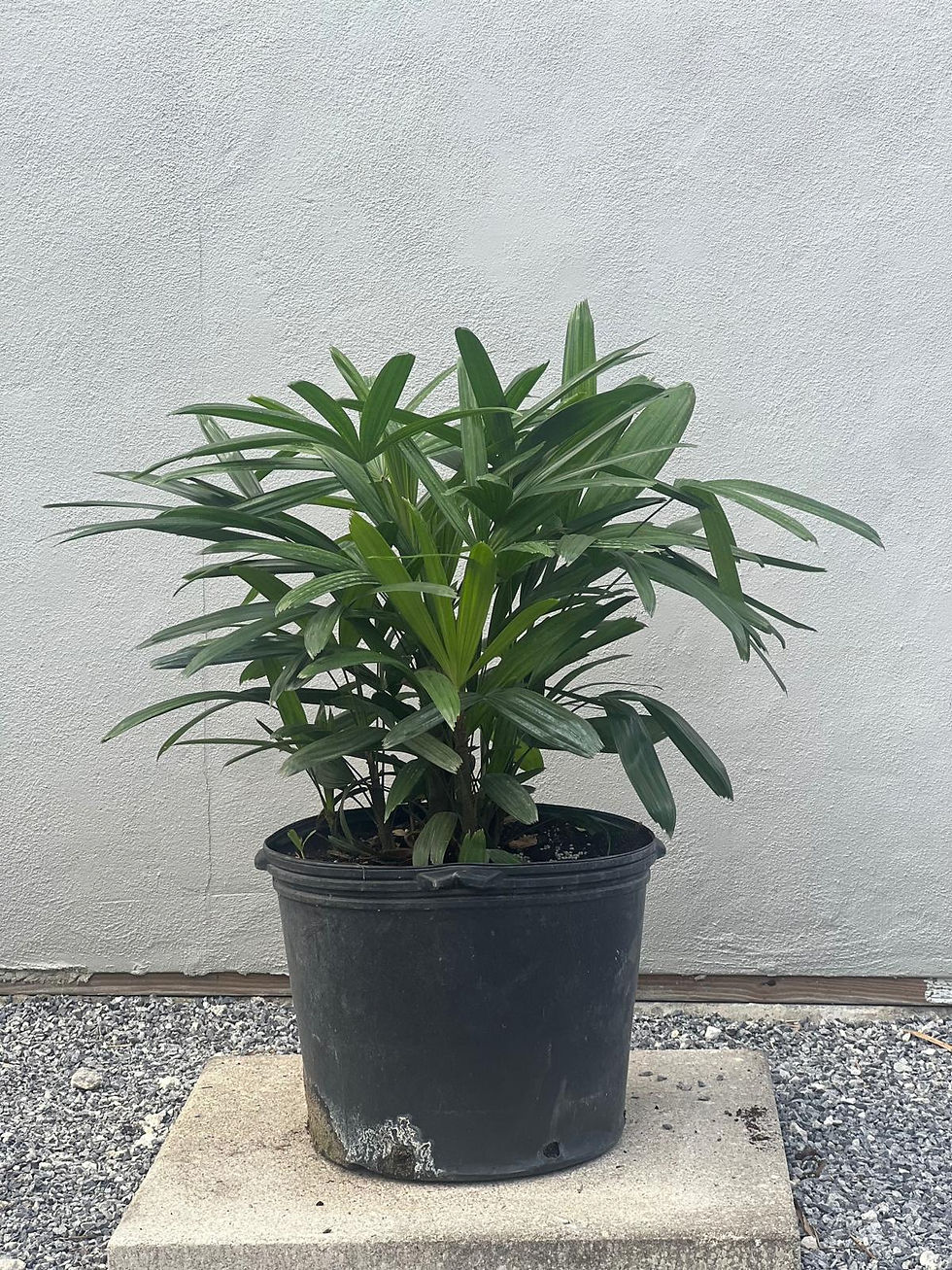 Ladt Palm