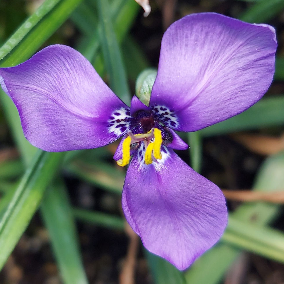 תמונה ממוזערת: הרברציה לה-יו