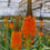 Thumbnail: Orange Bulbinella