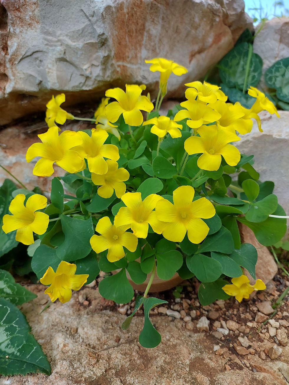 תמונה ממוזערת: חבילת חמציצים חסכונית רותי - 8 סוגי בצלים