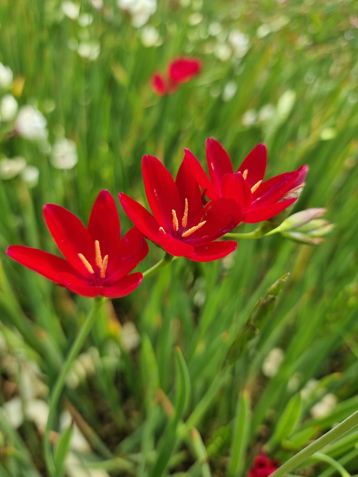 גיזוריזה אדומה