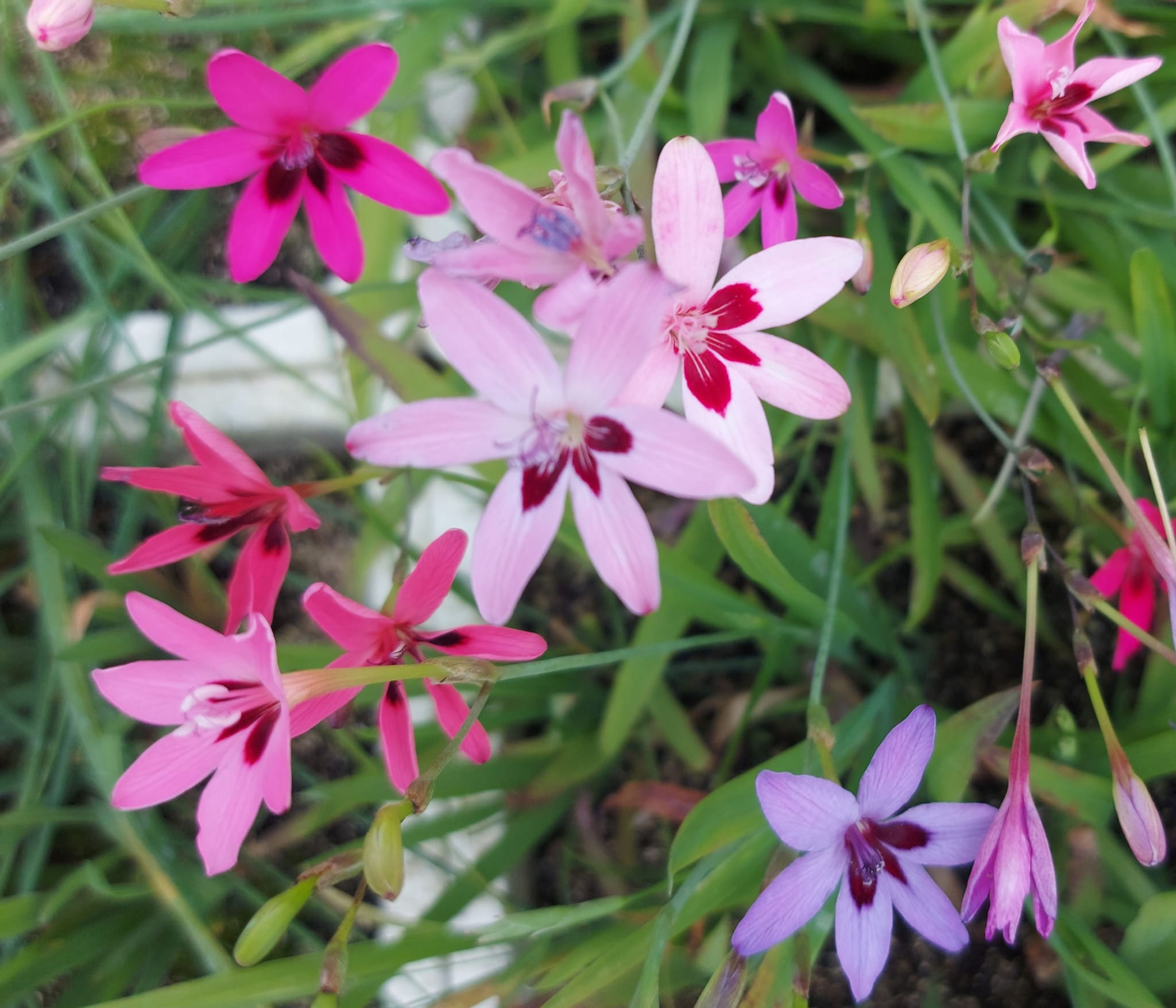 פרזיה לקסה - מכלוא