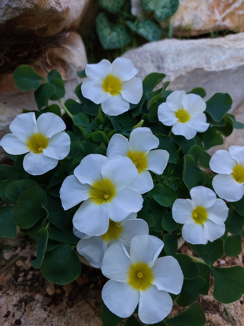 תמונה ממוזערת: חבילת חמציצים חסכונית רותי - 8 סוגי בצלים