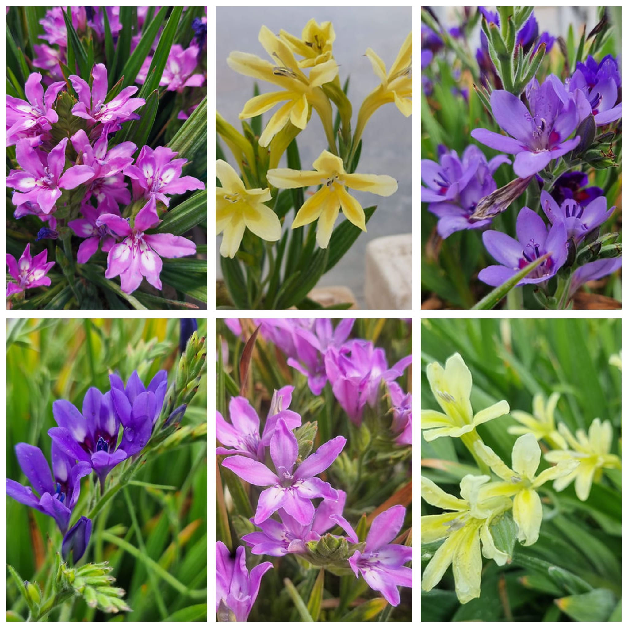 חבילת בביאנות חסכונית