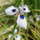 Thumbnail: Moraea aristata
