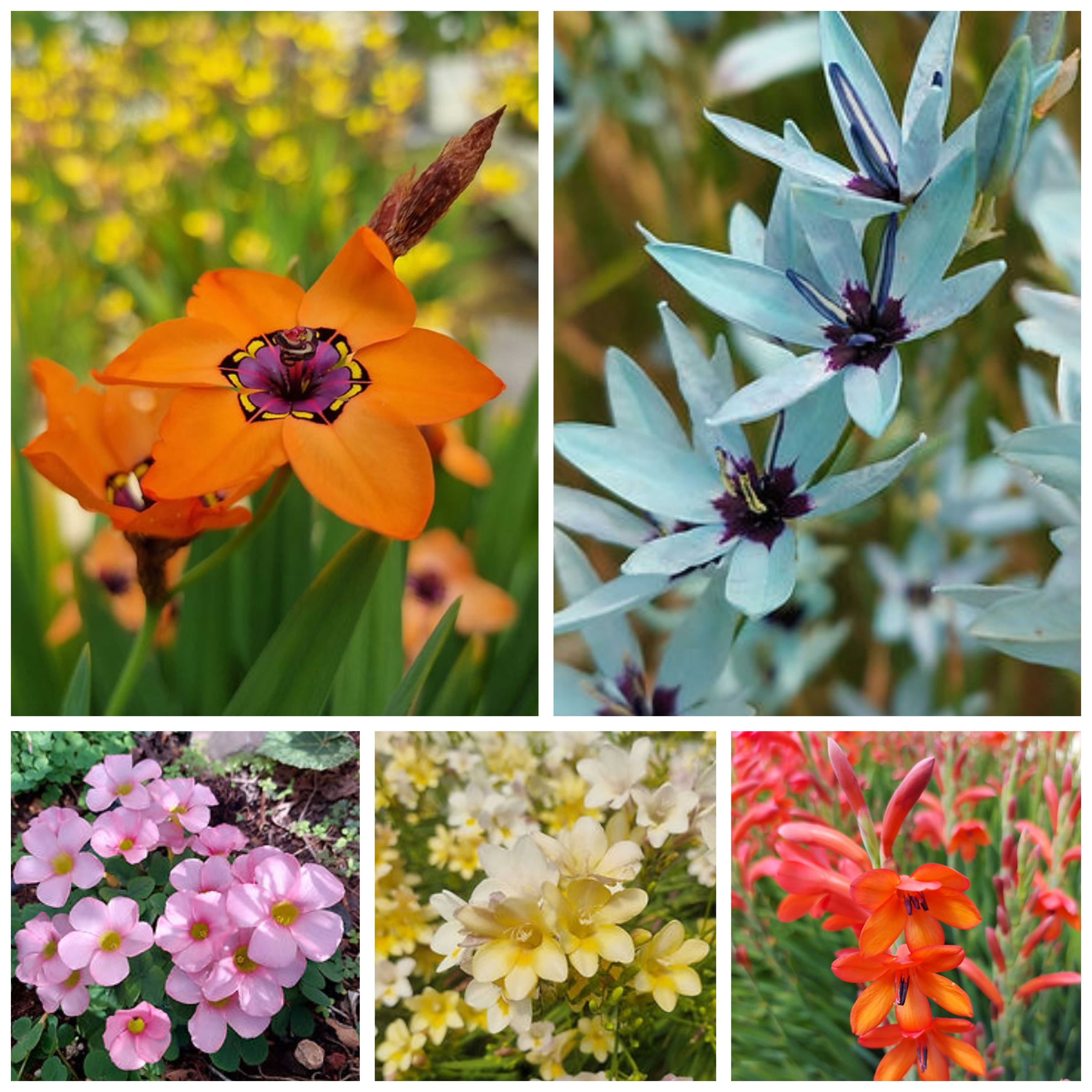 חבילה חסכונית - 5 סוגי פקעות