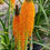 Thumbnail: Orange Bulbinella