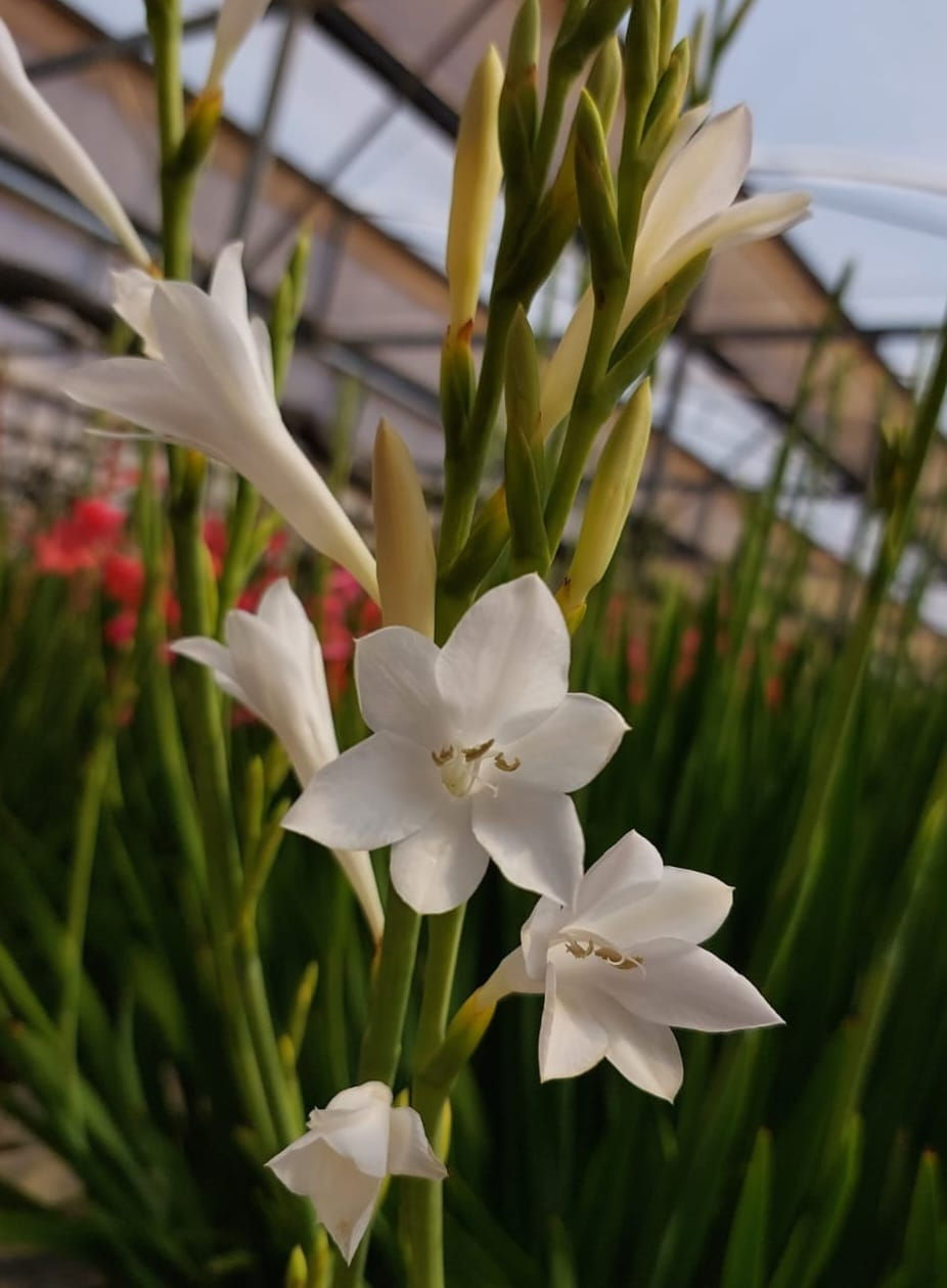 תמונה ממוזערת: וטסוניה לבנה