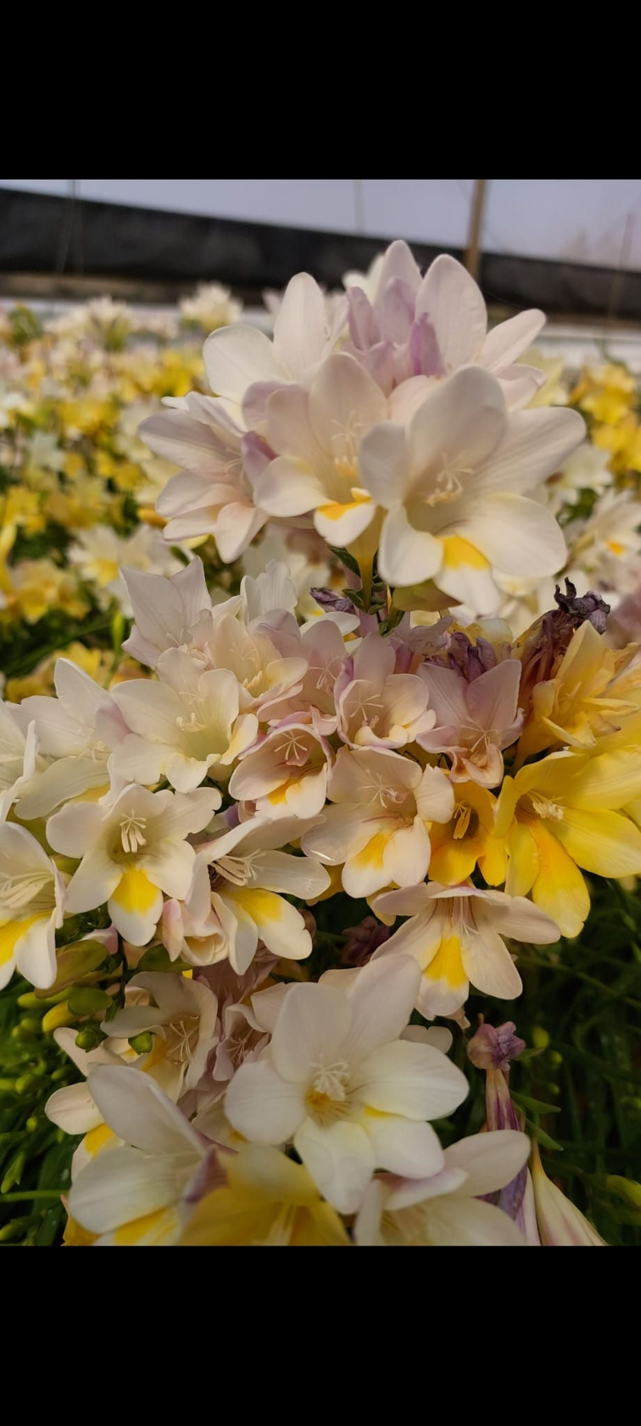 Thumbnail: Freesia leichtlinii