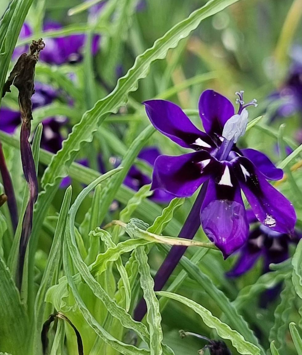 Thumbnail: Lapeirousia oreogena