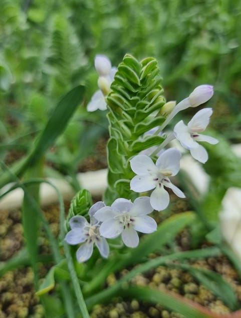 Thumbnail: Lapeirousia pyramidalis