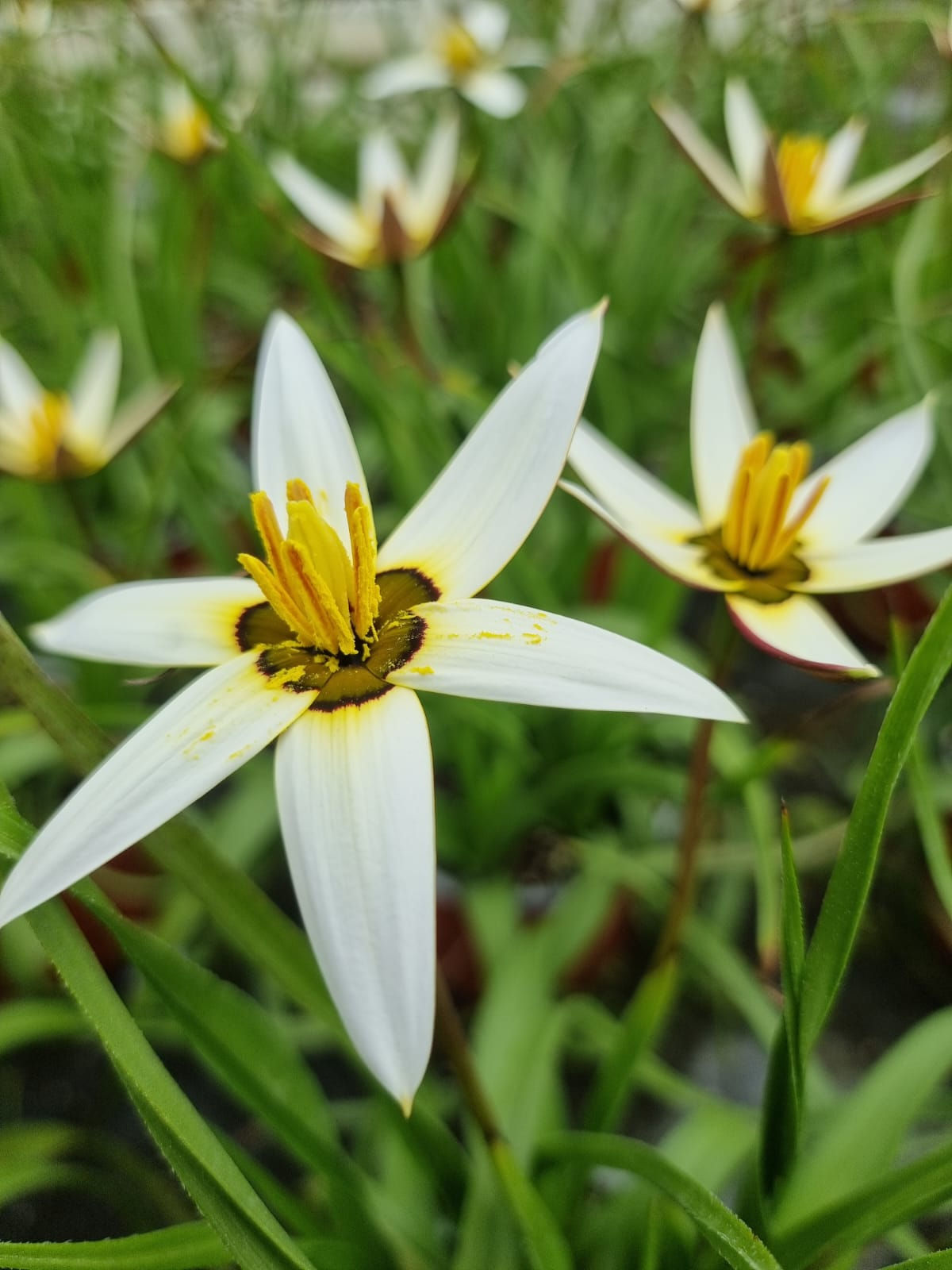 פורידיה קפנסיס