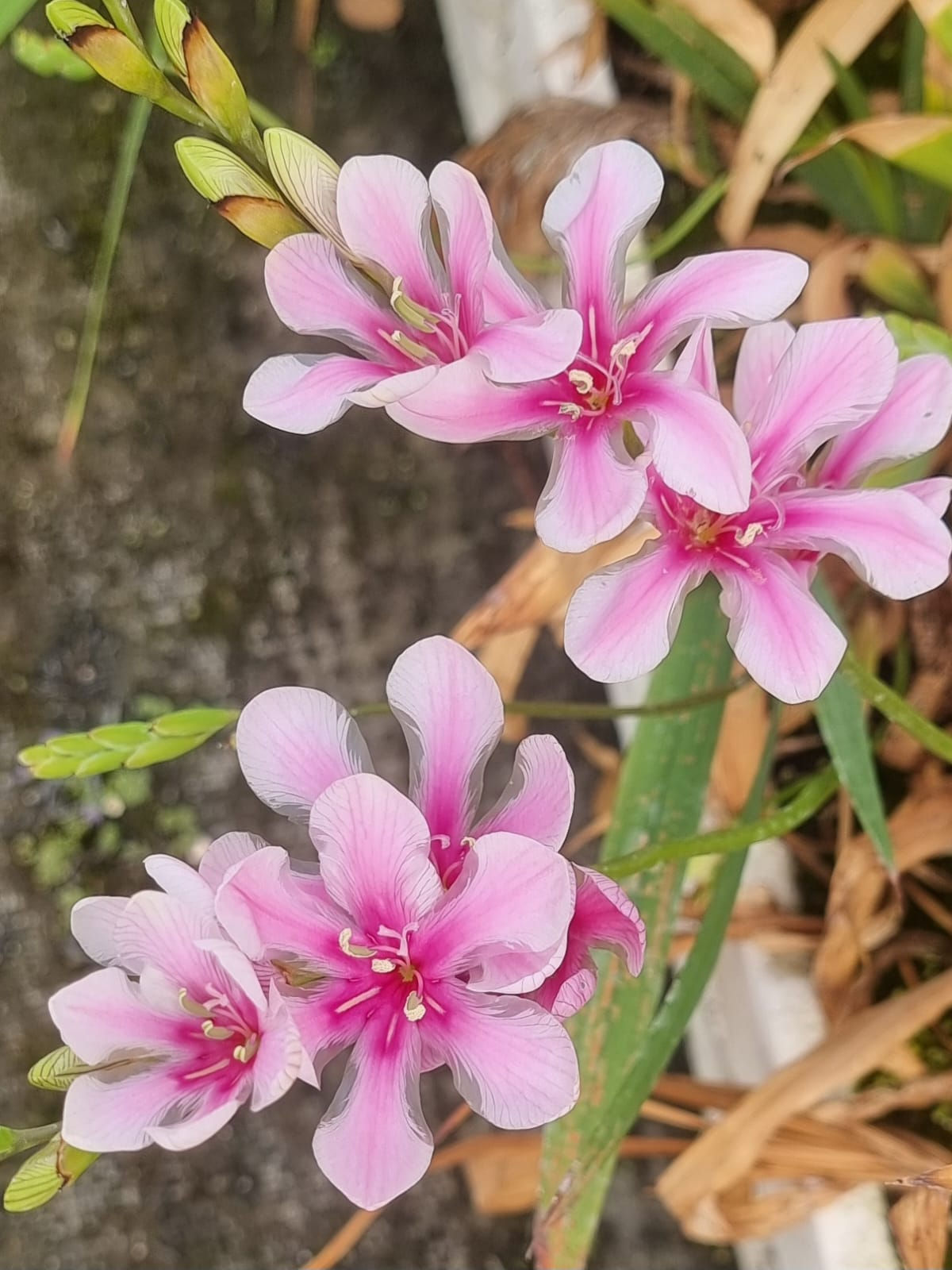 טריטוניה סקוולידה