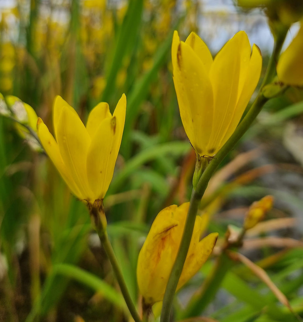 Thumbnail: Sparaxis grandiflora yellow