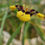 Thumbnail: Moraea Lurida