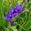Thumbnail: Babiana angustifolia