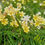 Thumbnail: Freesia leichtlinii