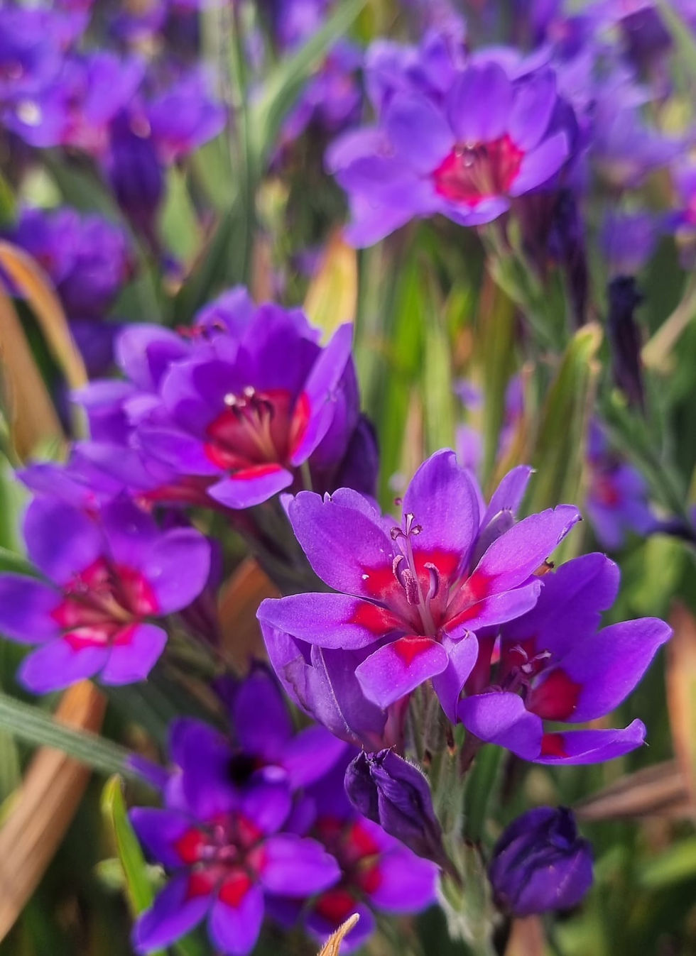 Thumbnail: Babiana rubrocyanea