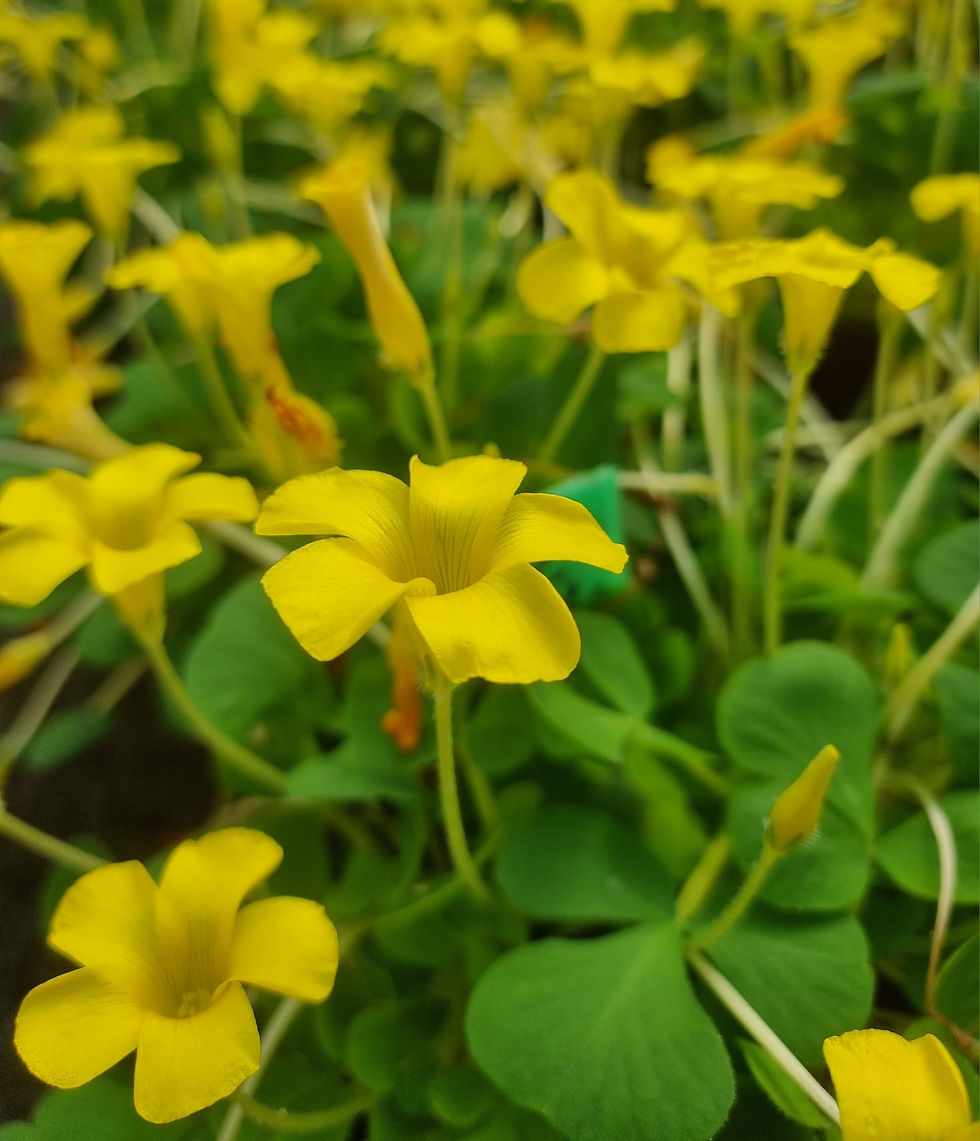 תמונה ממוזערת: חמציץ אוריה