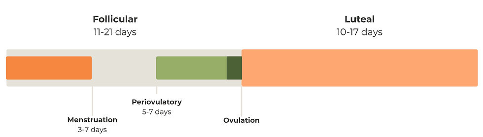Diagram of the menstrual cycle