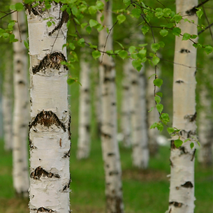 Untitled design - 2025-05-13T094645.134.png