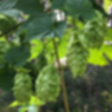 Chinook Hops