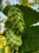 hops cone of Hang Over Hops