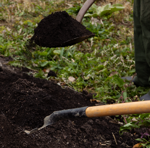 Shoveling Soil in the Vineyard